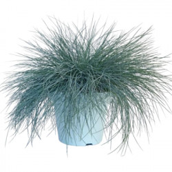 Festuca glauca blue select
