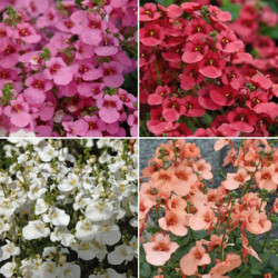 Diascia variés