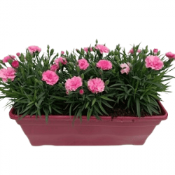 Jardinière Dianthus Parfumé J40 cm