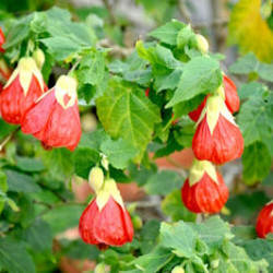 Abutilons variés