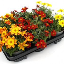 Bidens Variés