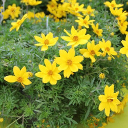 Bidens doublons annule