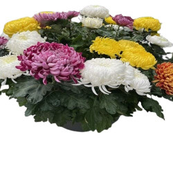 Coupe Grosses Fleurs 22/25T Multicolore