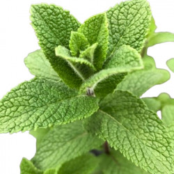Menthe Verte Mojito