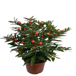 Solanum