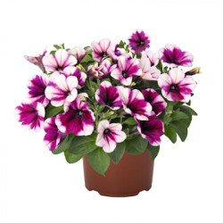 Pétunia SWEETUNIA
