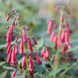 Phygelius Fuchsia du Cap Varié