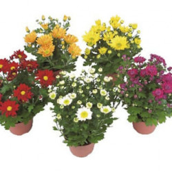 Chrysanthème
