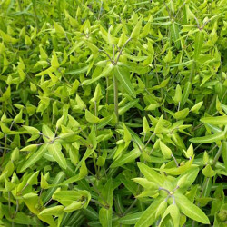 Euphorbia Lathyris