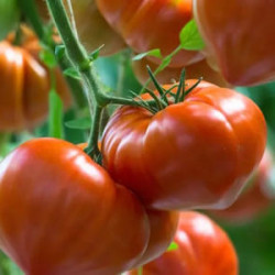 Tomate Gourmandia