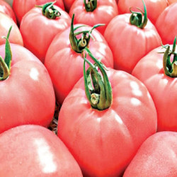 Tomate Honey Moon