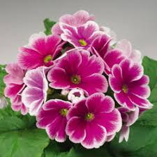 Primula Obconica