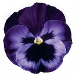Pensée Delta Néon violet