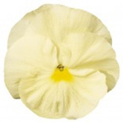 Pensée Delta Primrose