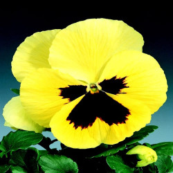 Pensée Delta Primrose blotch