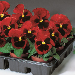 Pensée Delta Red Blotch