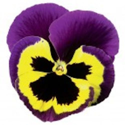 Pensée Delta Yellow with Purple Wing