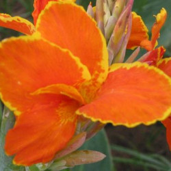 Canna Taroudant