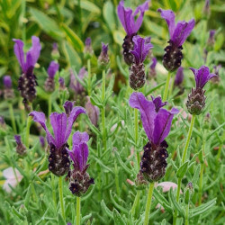 Lavandula stoechas