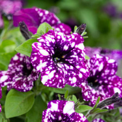 Potée Pétunia Sky Tricolore