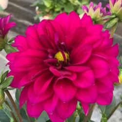 Dahlia