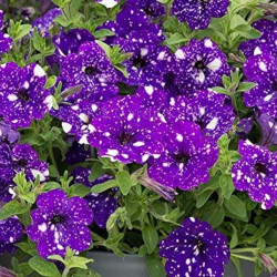Jardinière Pétunia Sky Tricolore