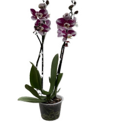 Phalaenopsis Pot d12  2/3 Branches