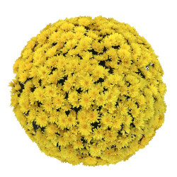 Multifleurs 40x40 Tag jaune vif