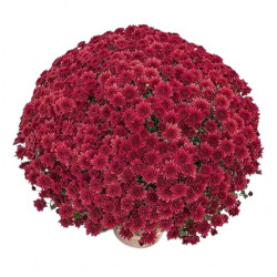 Multifleurs 40x40 Diva Rouge