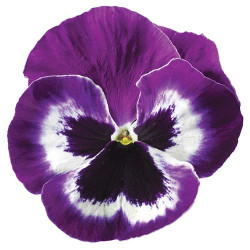 Pensée Delta Violet White