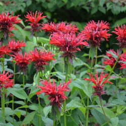 Bergamote Monarde