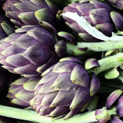 Artichaut Violet Amethyste