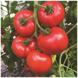 Tomate Jouvance