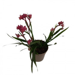 Anigozanthos