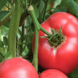 Tomate Rose Crush
