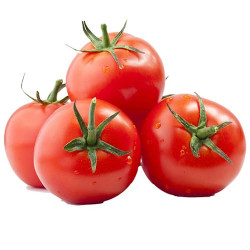 Tomate Montfavet /POT biodégradable