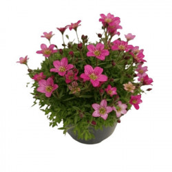 Saxifrage P10