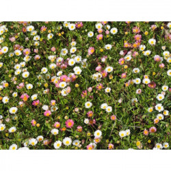 Erigeron