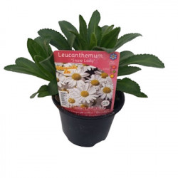 Leucanthemum