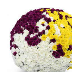 Multifleurs 40x40 Tricolore YAHOU coco+golden+KORUS violet