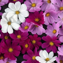 Cosmos Versailles Mélange
