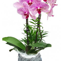 PHAL/Cpe tréssé 2P (2)