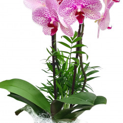 PHAL/Pot Design 2P (2)