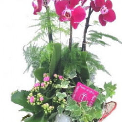 PHAL/Cpe Rosace 4P (2)