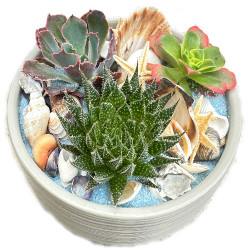 CER/Céramique taupe Succulente 3P (2)