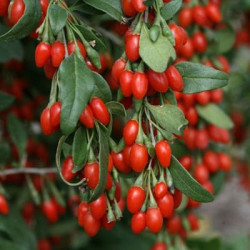 Baie de Goji Sweet Success