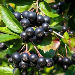 Aronia Rubina