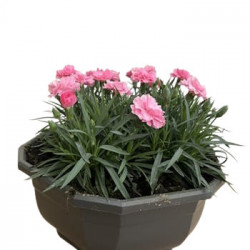 Coupe Dianthus D27