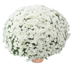Multifleurs 30x30 Gipsy Blanc
