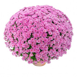 Multifleurs 30x30 Gipsy Rose